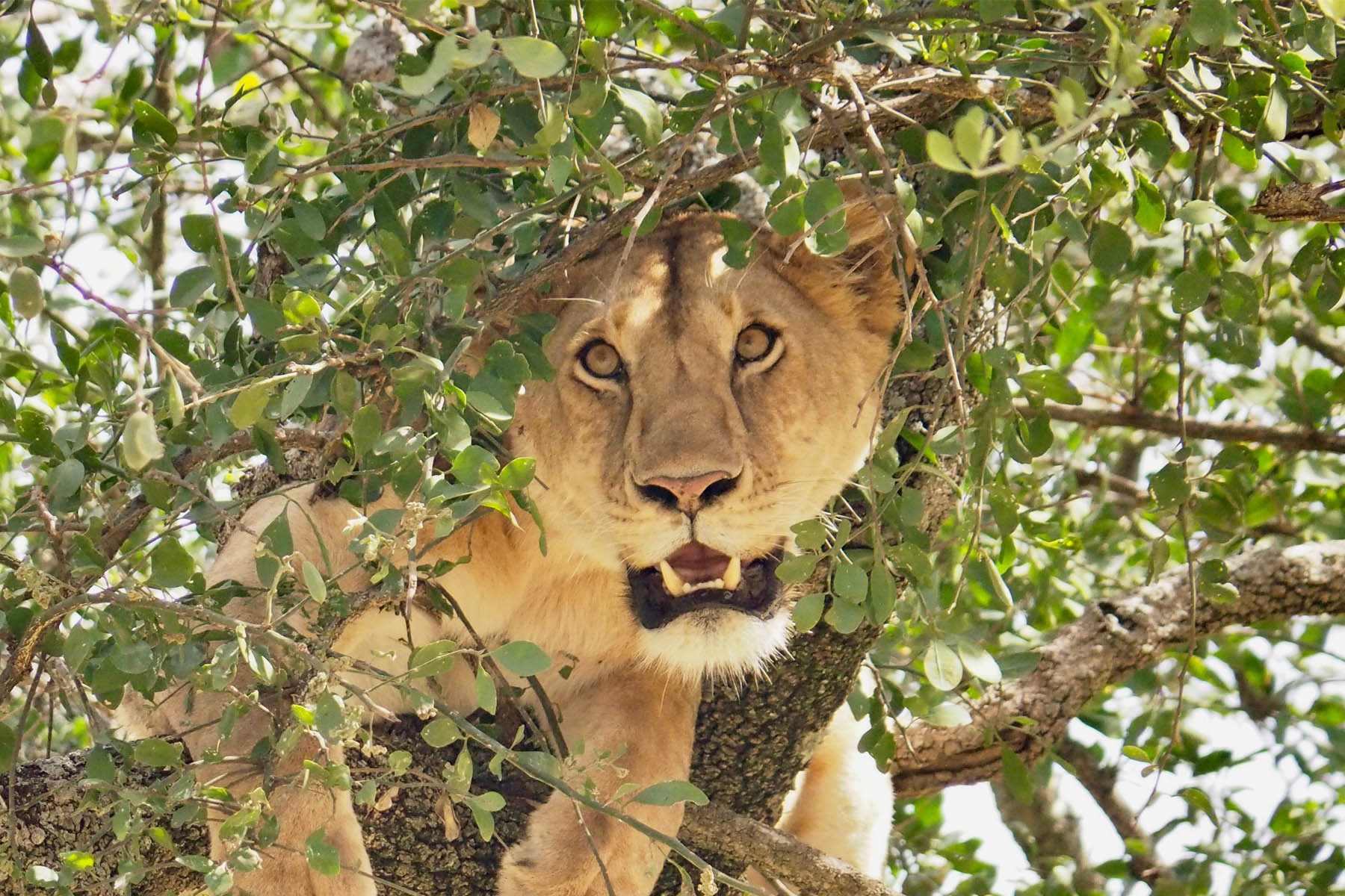Queen Elizabeth tree climbing lions